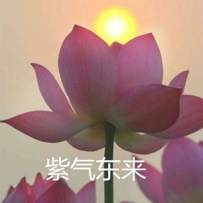 飞吧西游九游手游下载